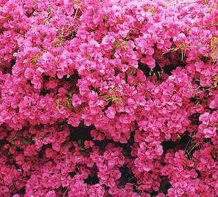 Фотопанно Divino Стена цветов (C-152) оптом
